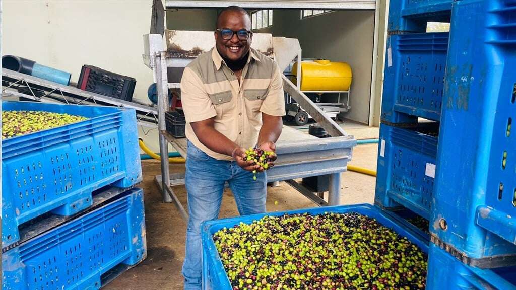 Eight SA olive oil producers achieve top honours at global competition