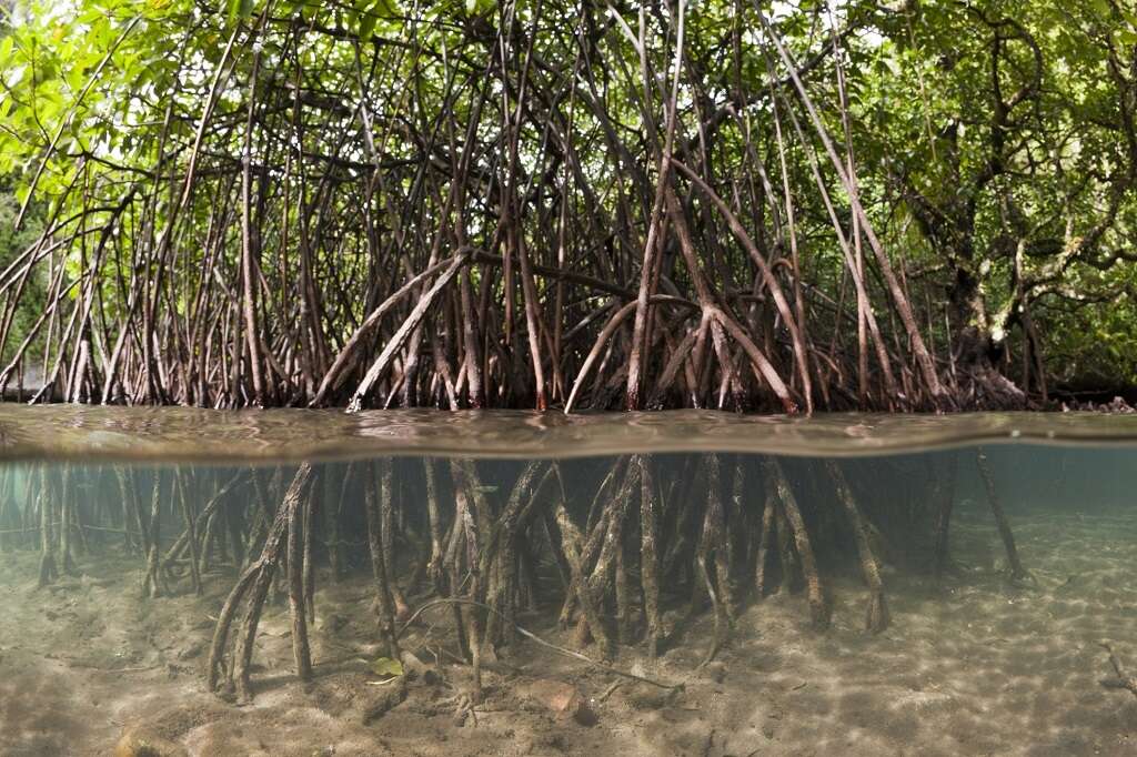 Ex-BP exec gets go ahead for biggest African mangrove project