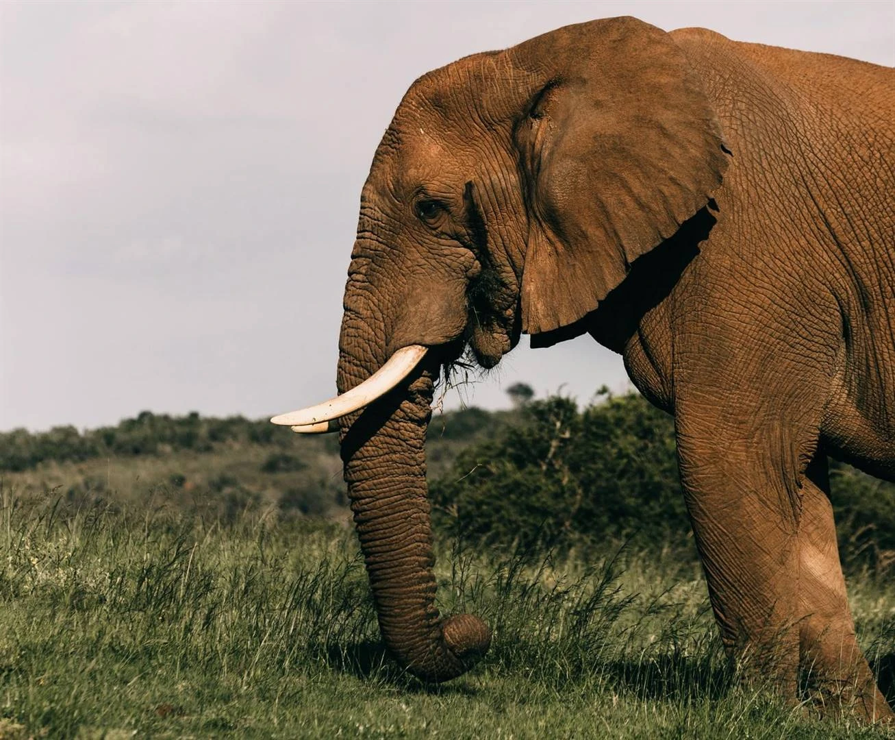 Zimbabwe gaan olifante uitdun, vleis aan gemeenskappe uitdeel