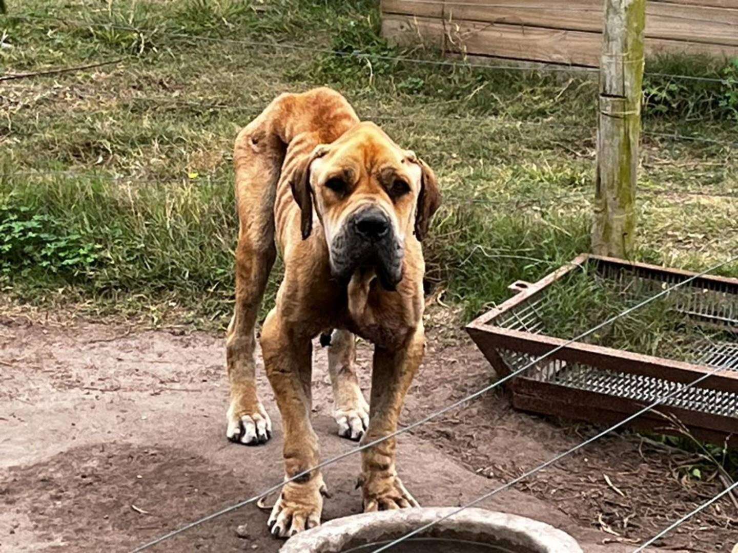 Boerboelteelplaas: Eienaar moet R50 000 opdok omdat honde krepeer