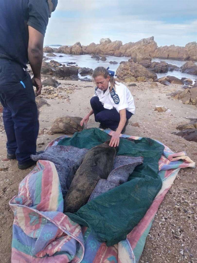 Rob in Mosselbaai van kant gemaak, vir hondsdolheid getoets