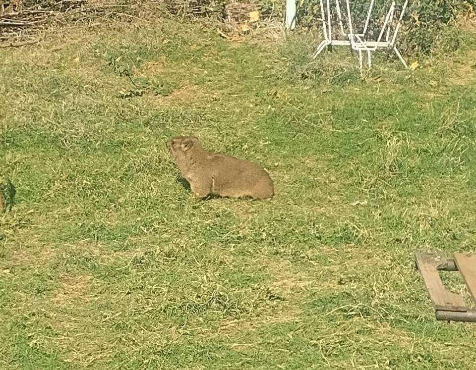 Dricus die dassie weg, ystervark en muishond kom kuier nog by huis in Bfn