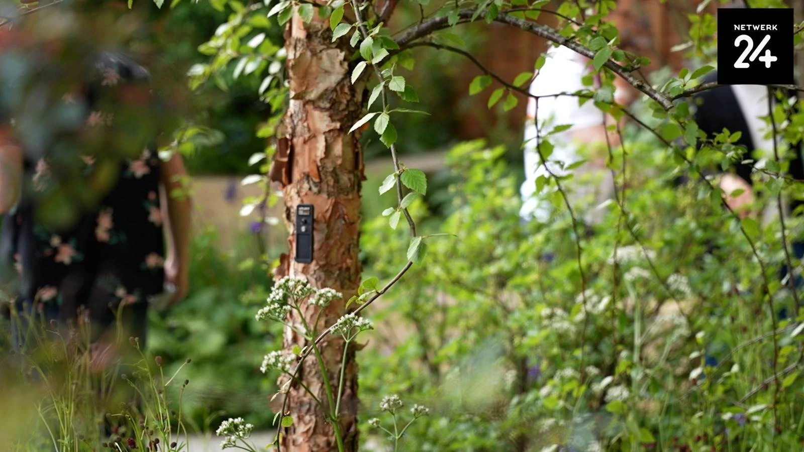 Londense blommeskou: Sensors hou oog oor groei, grond en lug by bome