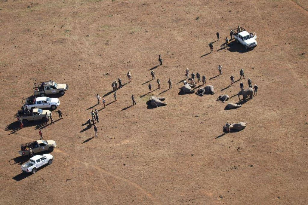 Olifante ná 100 jaar weer tuis in Addo se Kabouga-gebied