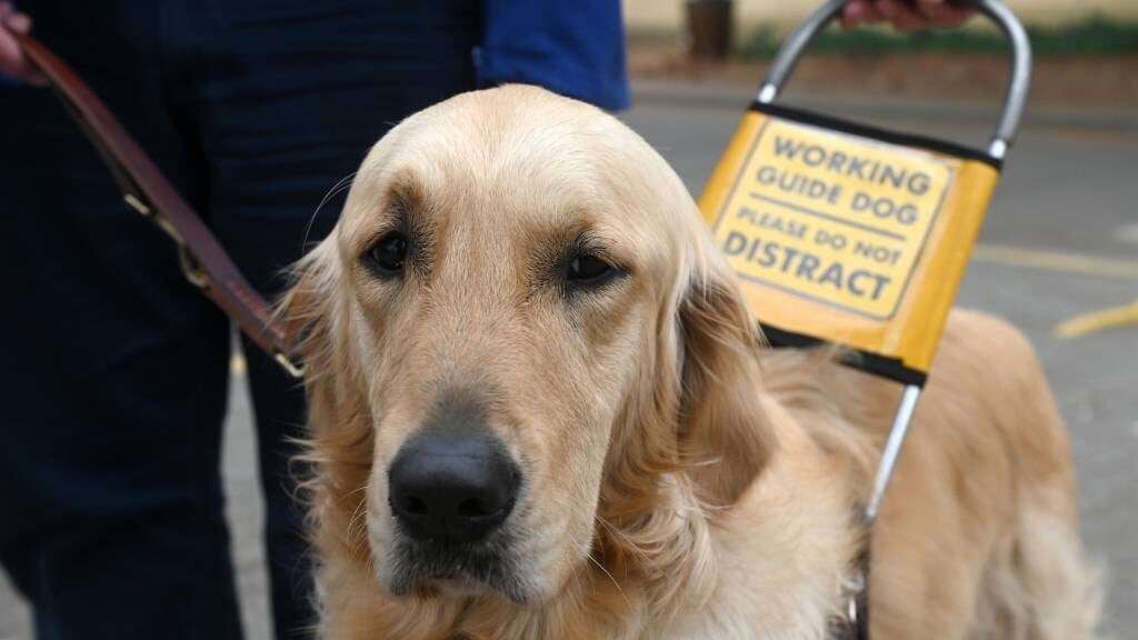 Feel good: SA Guide-Dogs Association shines a light on eye health awareness campaign