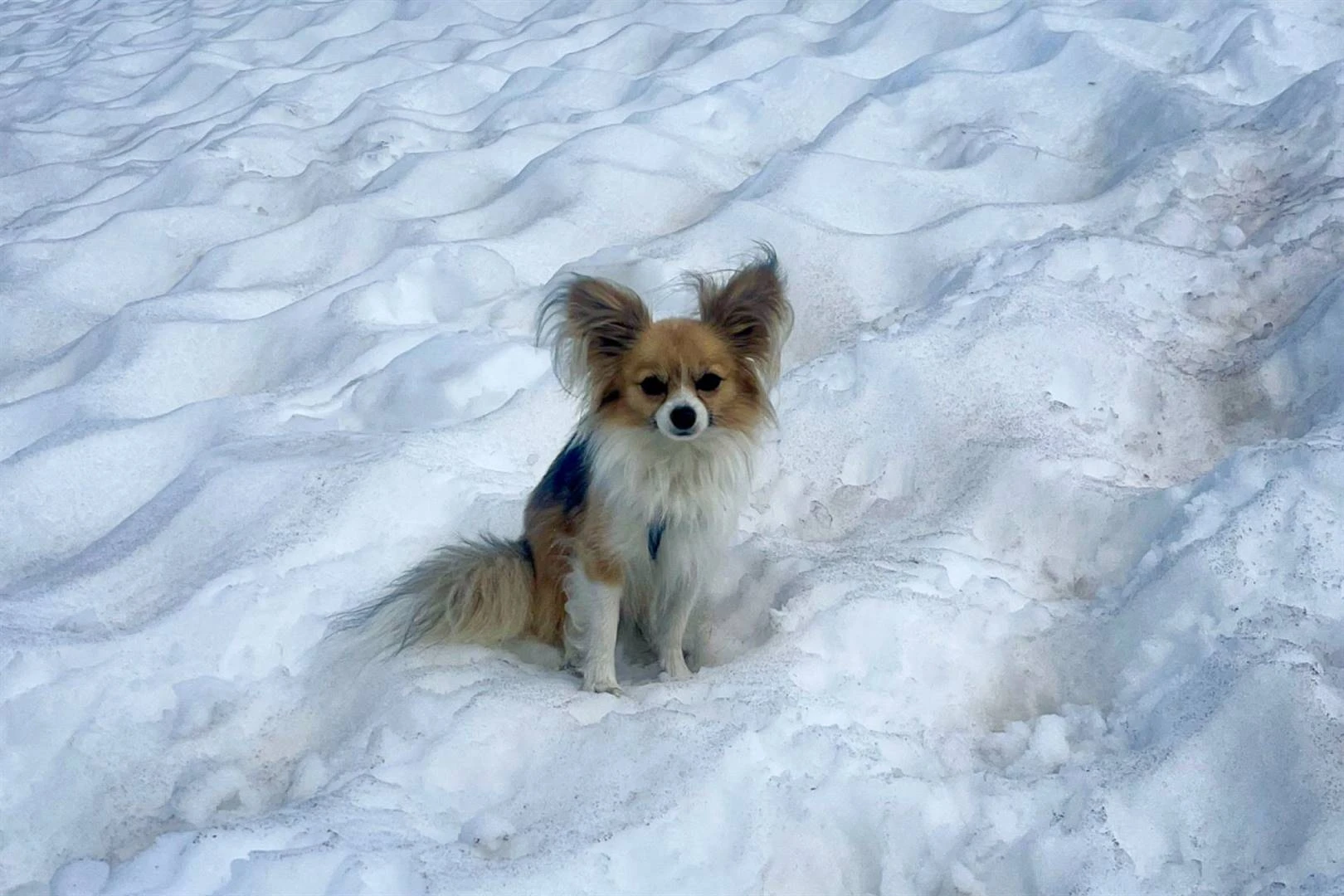 Stapper uit Alpe-ysskeur gered danksy . . . ’n chihuahua