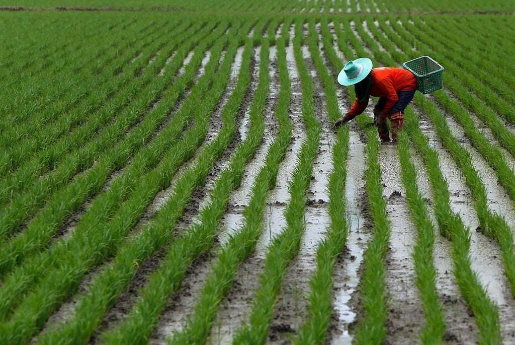 Rice looks set to become more popular in SA as prices fall and local drought bites