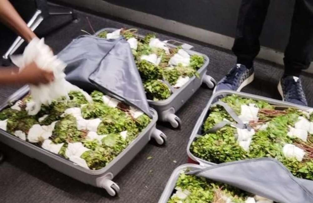 Suspected drug mules arrested for possession of 80kg 'fresh' khat at OR Tambo airport