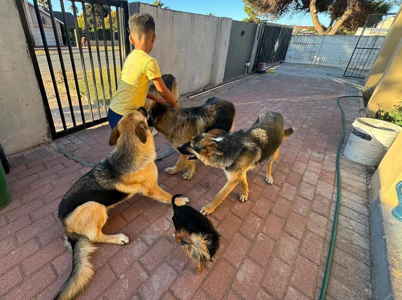 Twis ná 4 honde van dorp op plaas van kant gemaak word