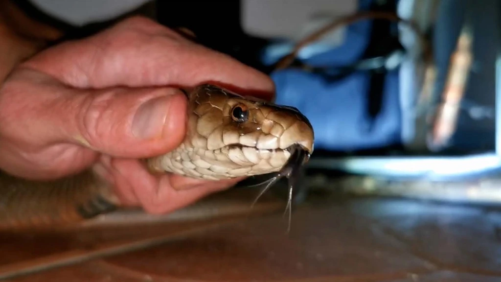 WATCH | Midnight madness: Mozambique spitting cobra wakes Durban couple from their slumber