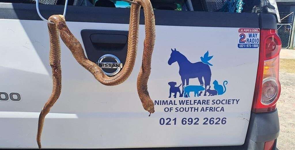 Pet owners warned to be vigilant after deadly tussle between dogs, cobra in Cape Town