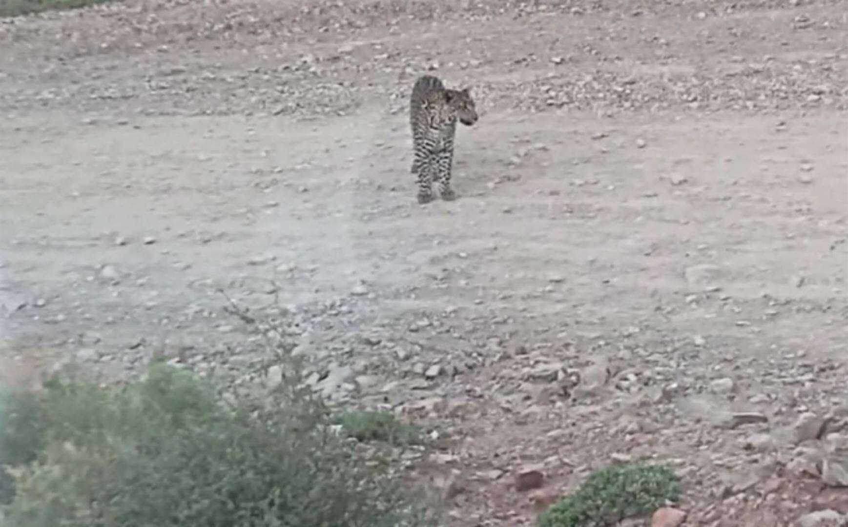 Luiperd in Rooibergpas tussen Calitzdorp, Van Wyksdorp afgeneem