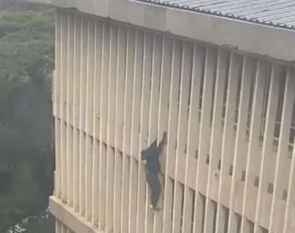 WATCH | Spider-Man-style escape: Suspect glides three floors down court building to evade police