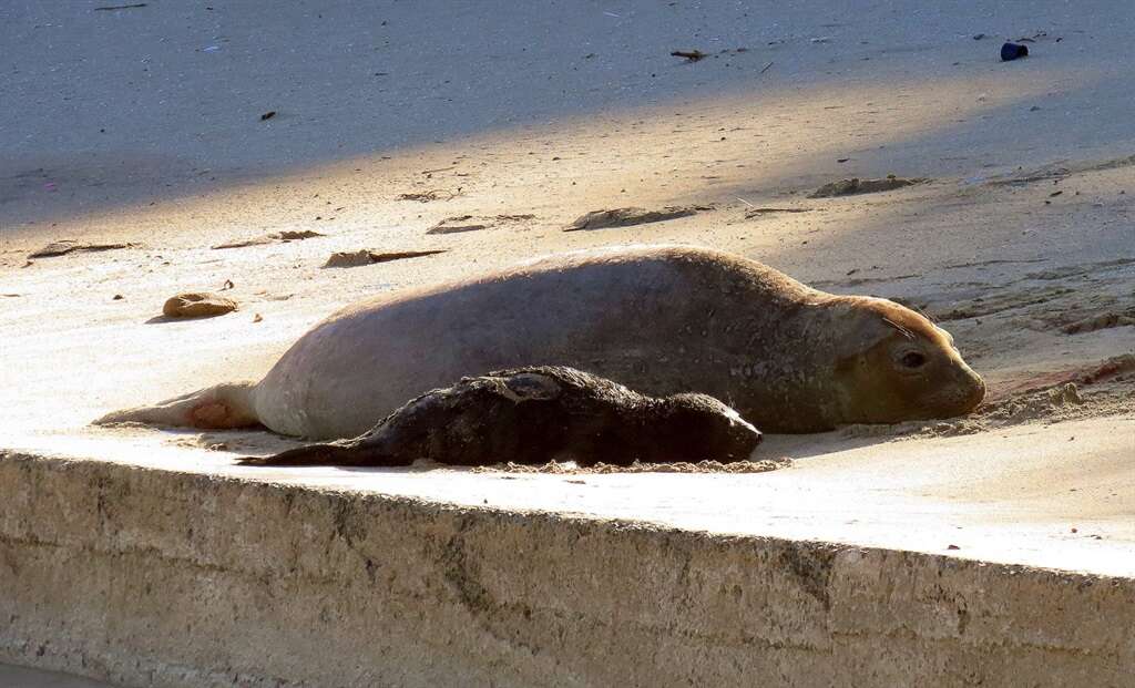 Tragic end to joyful return: First elephant seal born in East London in decades bludgeoned to death