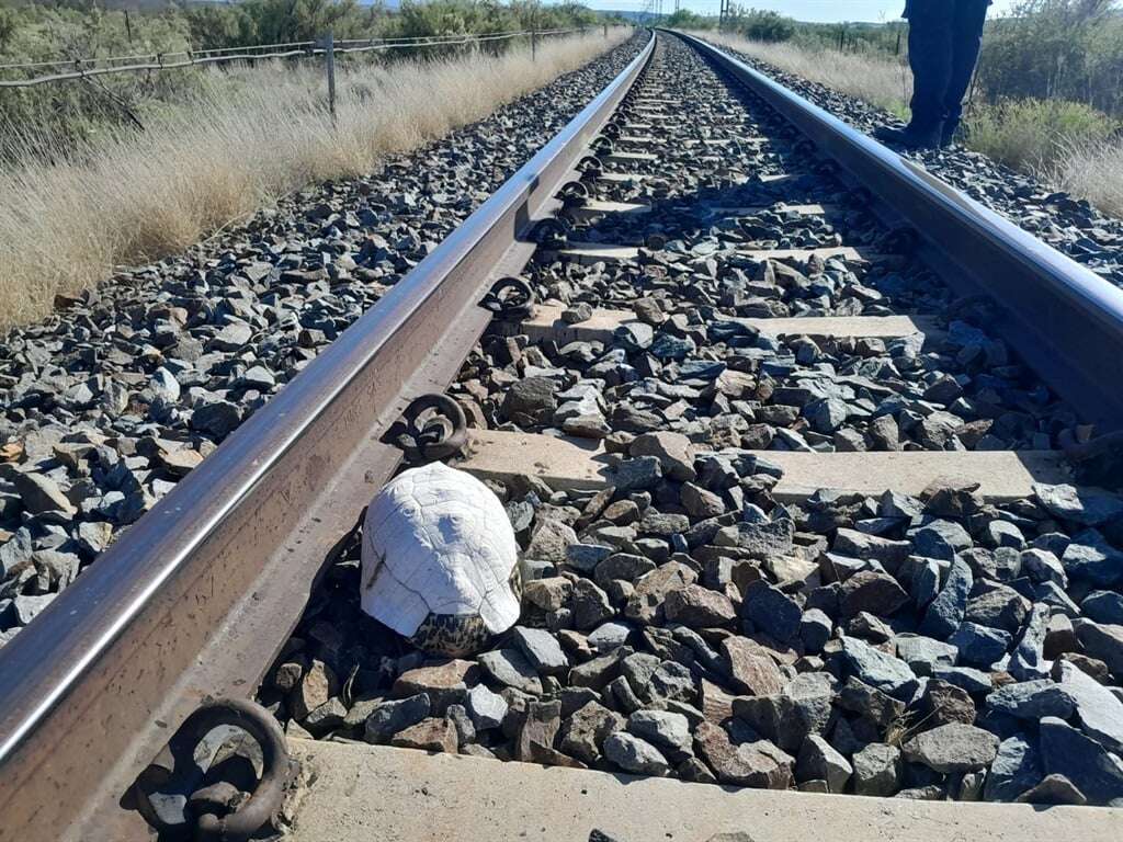 Extended shell life: NSPCA partners with Transnet to save Karoo tortoises from gruesome deaths