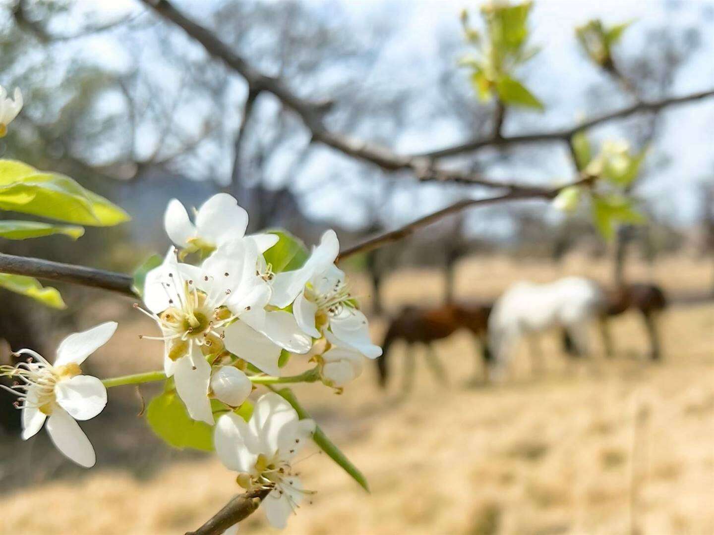 Swaar reën Dinsdag op plekke in Vrystaat en Noord-Kaap verwag