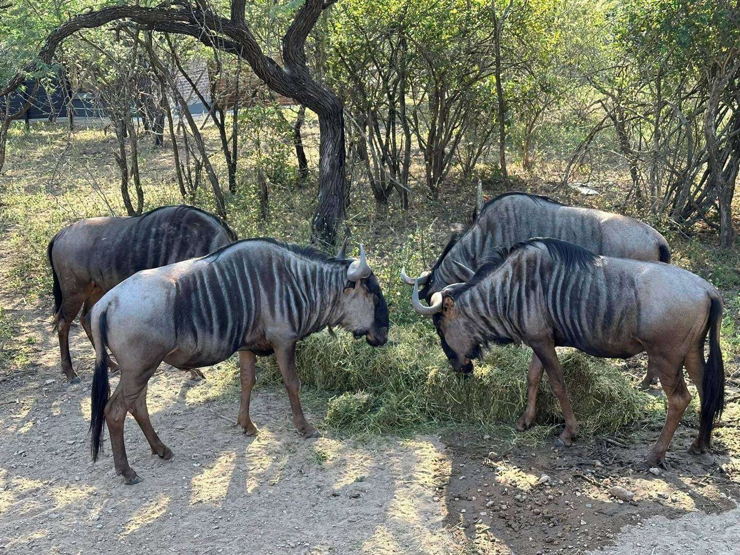 Diere in Marloth Park moet verwyder word weens oorbeweiding