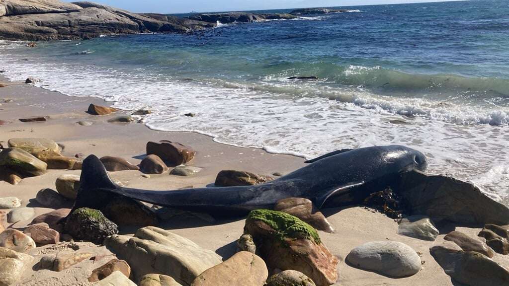 WATCH | She's a big one, says coastal manager as 'massive' 4.2m pilot whale beaches at Simon's Town