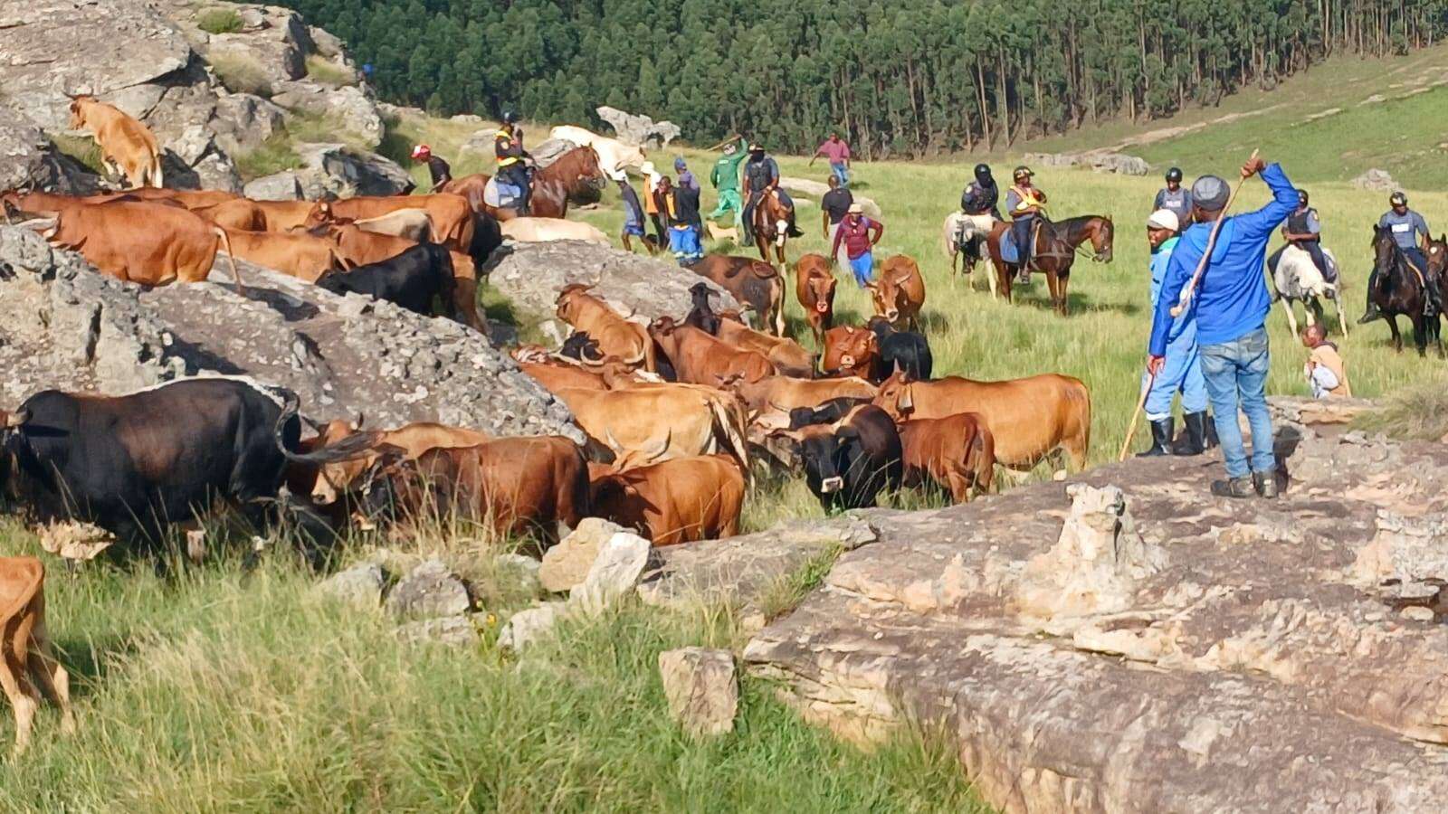 Oos-Kaapse polisie se visier op veediefstal – beeste, bokke, skape teruggekry