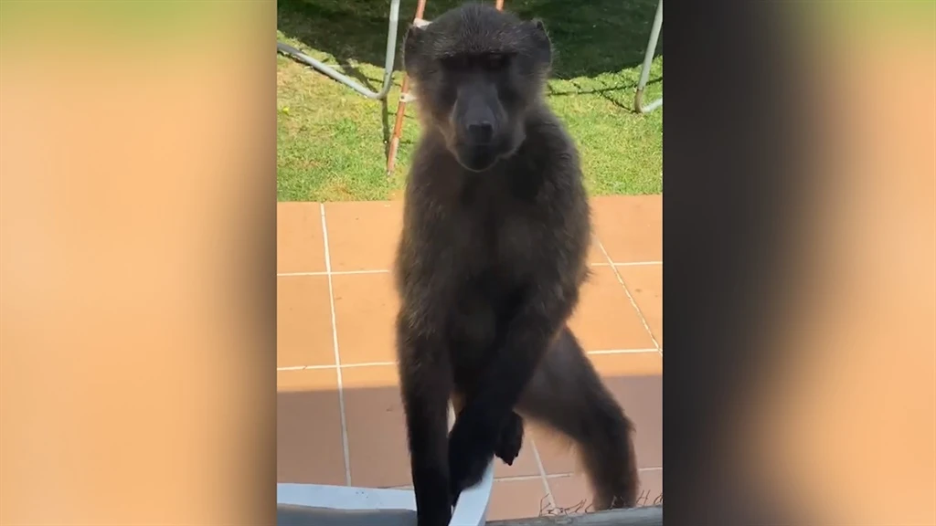 WATCH | Baboons gatecrash gathering to bounce on Pringle Bay family's trampoline