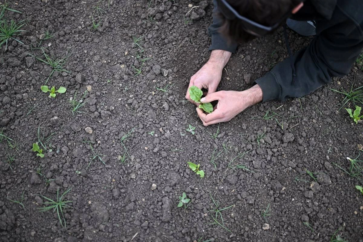 Britse boere bid vir reën te midde van droogste lente sedert 1852