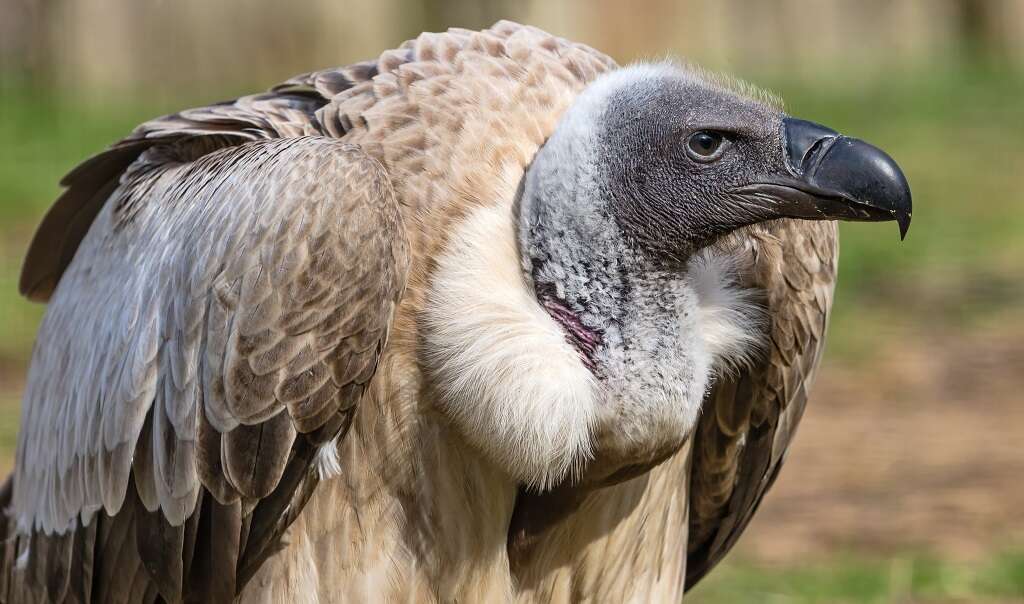 OPINION | Using GPS can help save vultures from poisoning, other threats