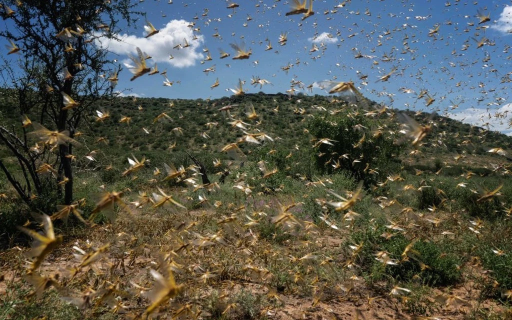 Brown locust outbreak hits Eastern Cape