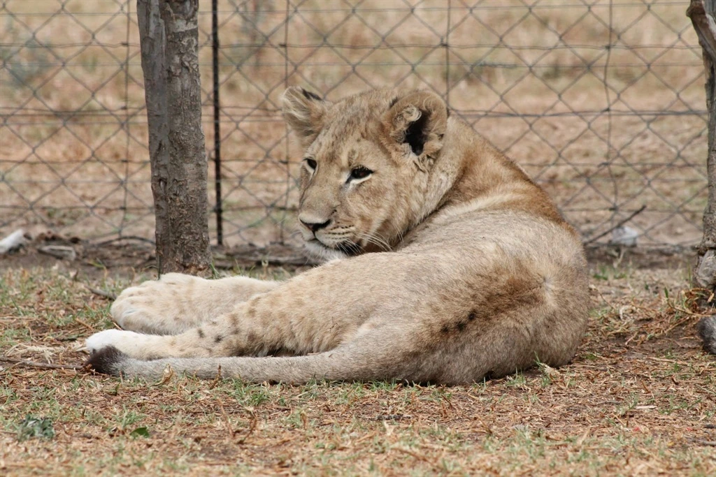 Lioness dies of Covid-19 in India zoo