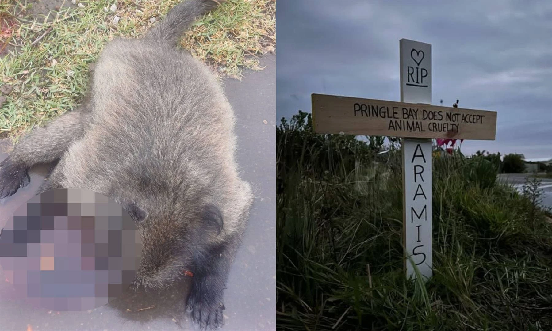 Skieter van Pringlebaai-bobbejaan Aramis gesoek