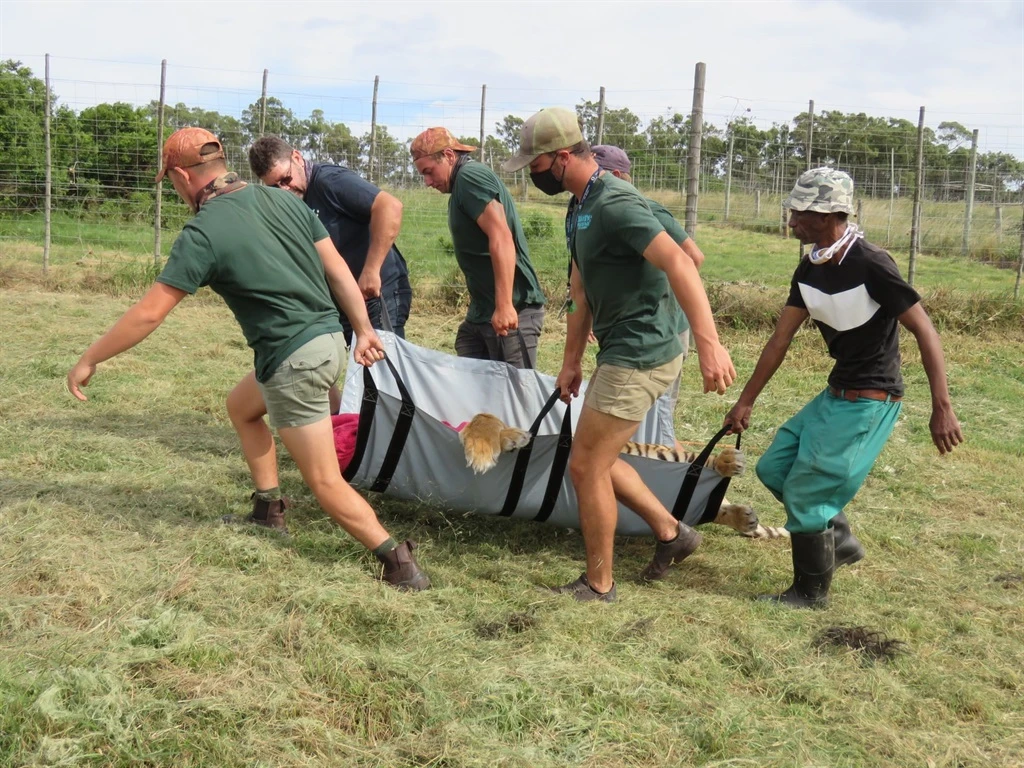 Siberian tiger that killed a Gqeberha predator park employee relocated to Free State