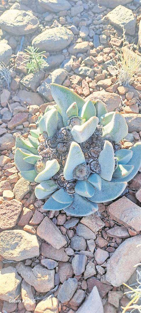 Vra vir Ernst: Koekemakranka-plant groei mooi in Sandveld