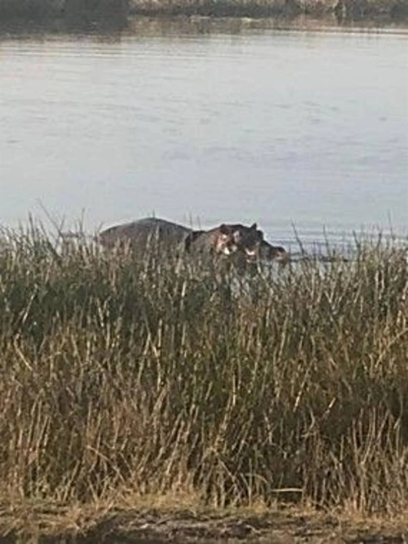 Seekoeibul van Valsbaai-reservaat kry nuwe tuiste in Plettenbergbaai