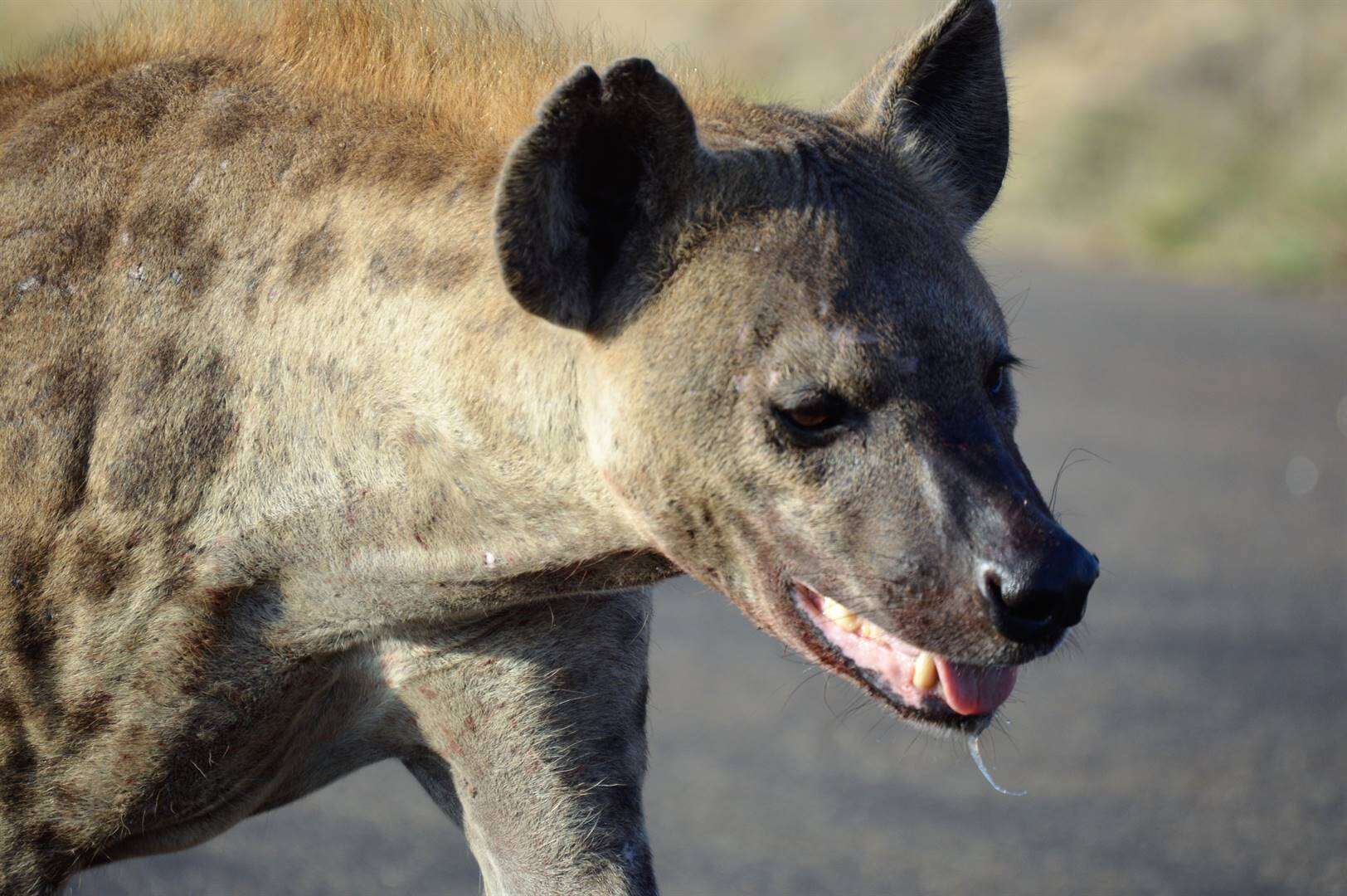 Kind dood ná hiëna haar in wildreservaat in Limpopo aanval