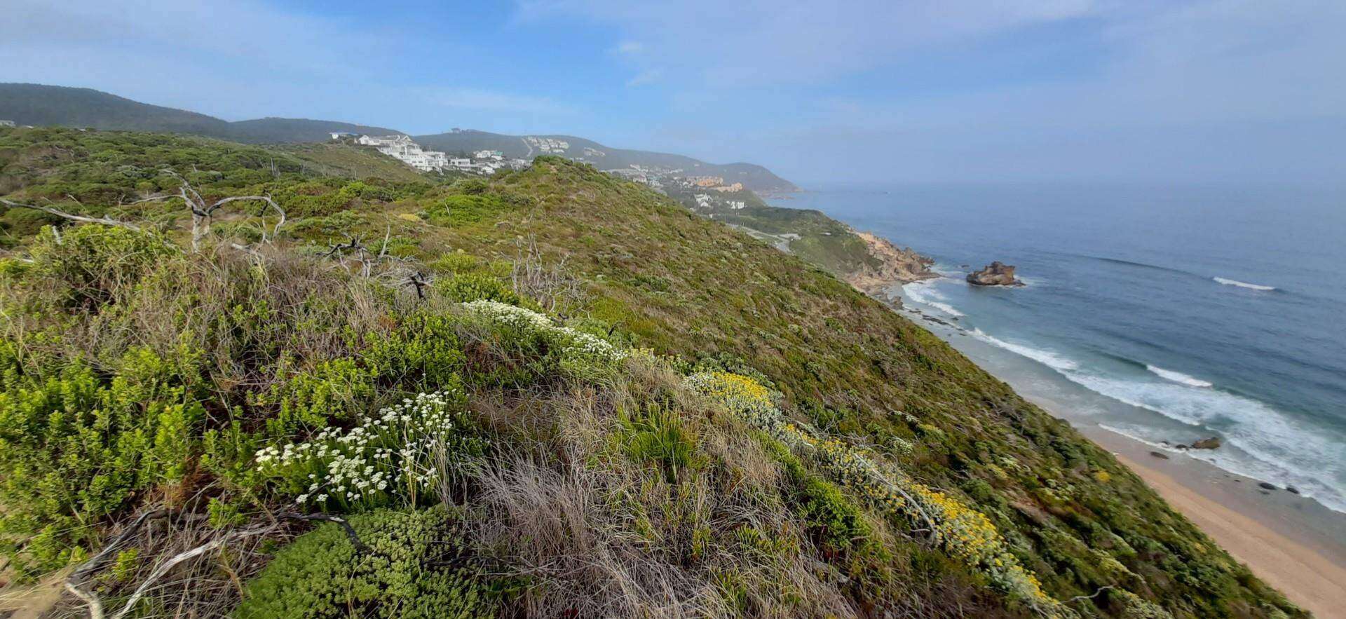 Organisasies byeen om bedreigde Knysna-sandfynbos te beskerm