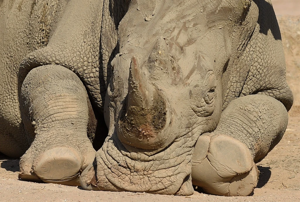 2 white rhino killed and dehorned in Hoedspruit