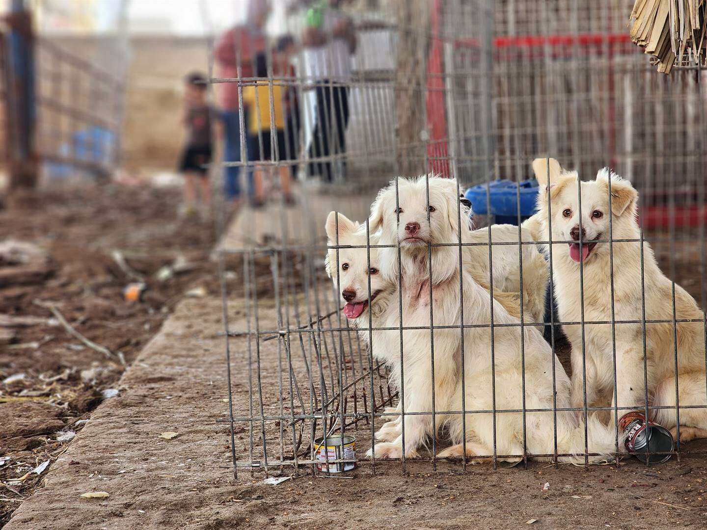 34 honde brand dood by Japannese telery