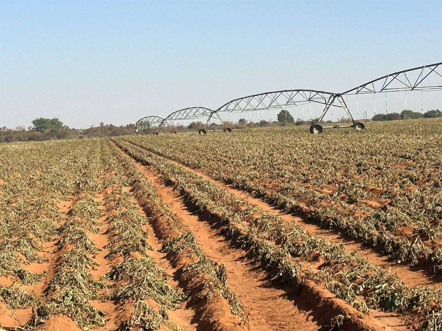 Limpopo-boere ly groot skade, nog koue kom