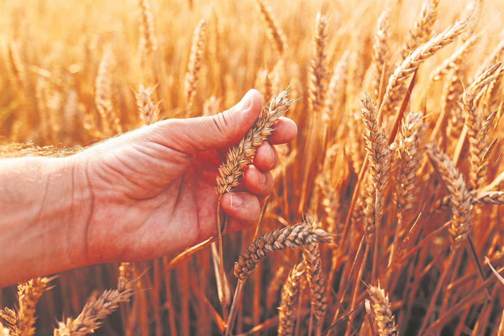 GRAAN JOU WEL: Die noodtoestand van suid-afrikaanse koringprodusente