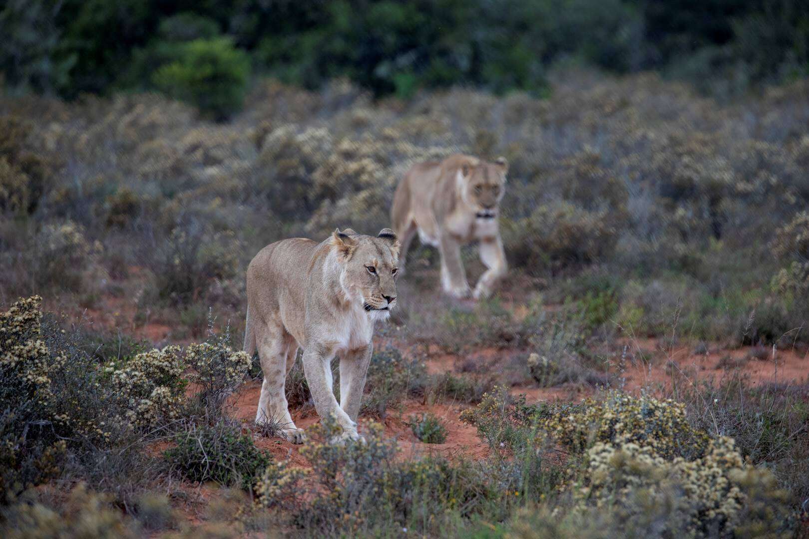 9 leeus ontsnap uit Krugerwildtuin