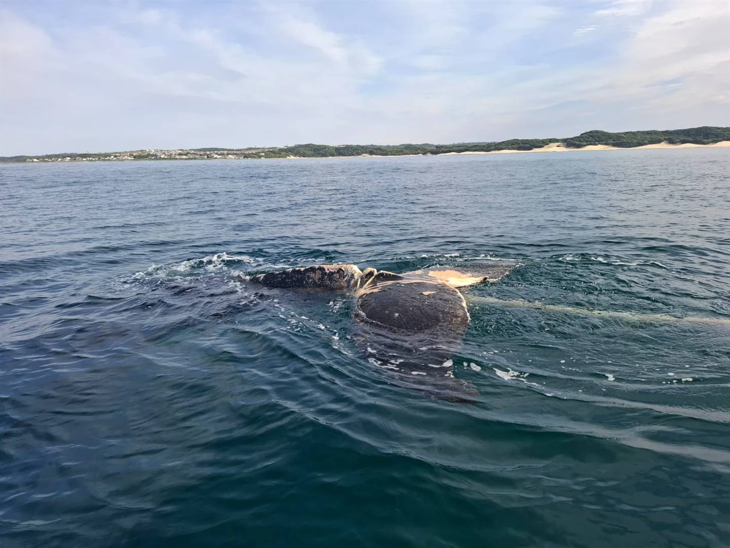 Jong walvis bevry, swem weer ongehinderd