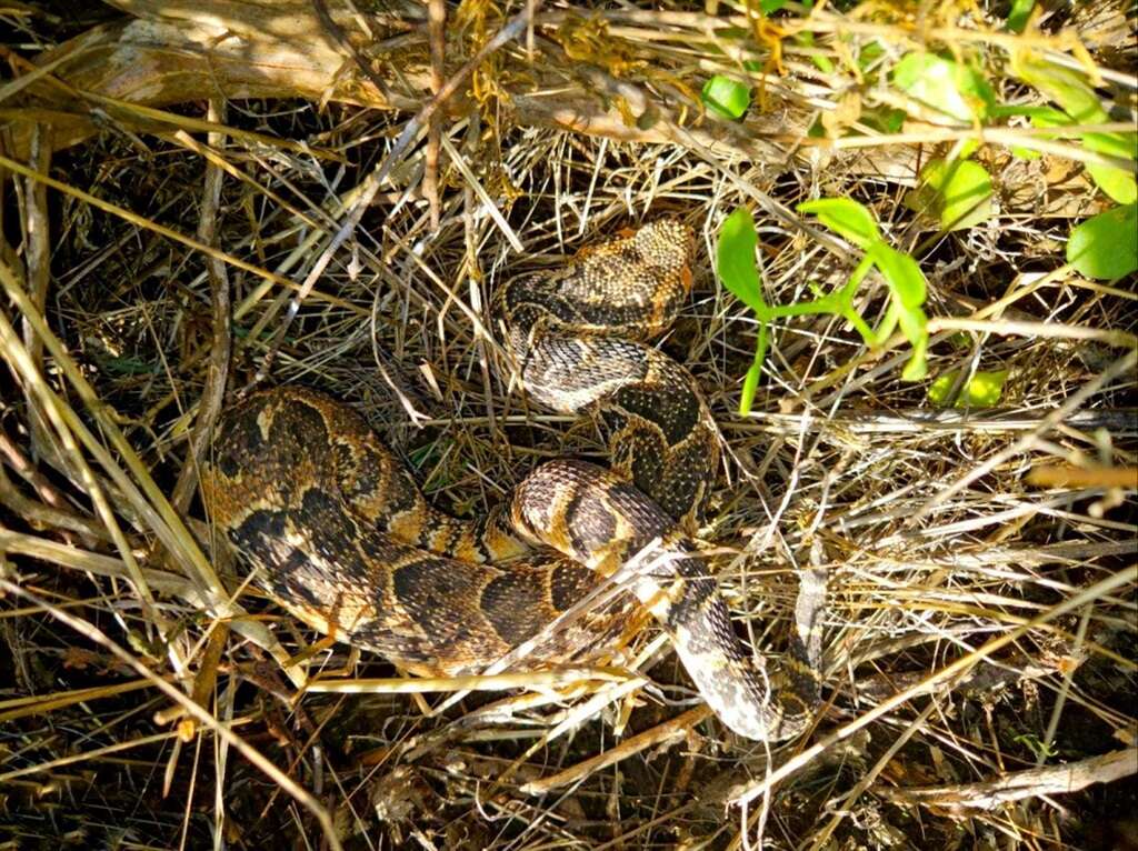 Adder boy! Jack Russell's bite proves worse than its bark against 1.2m snake in Swellendam