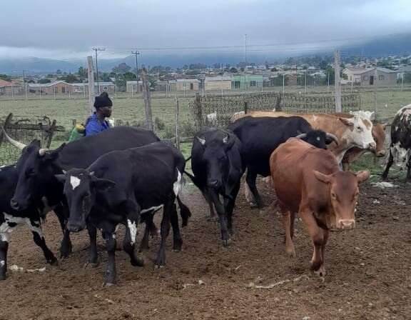 Big steaks in Eastern Cape stock theft probe as farmer insists skin in homestead belonged to his cow