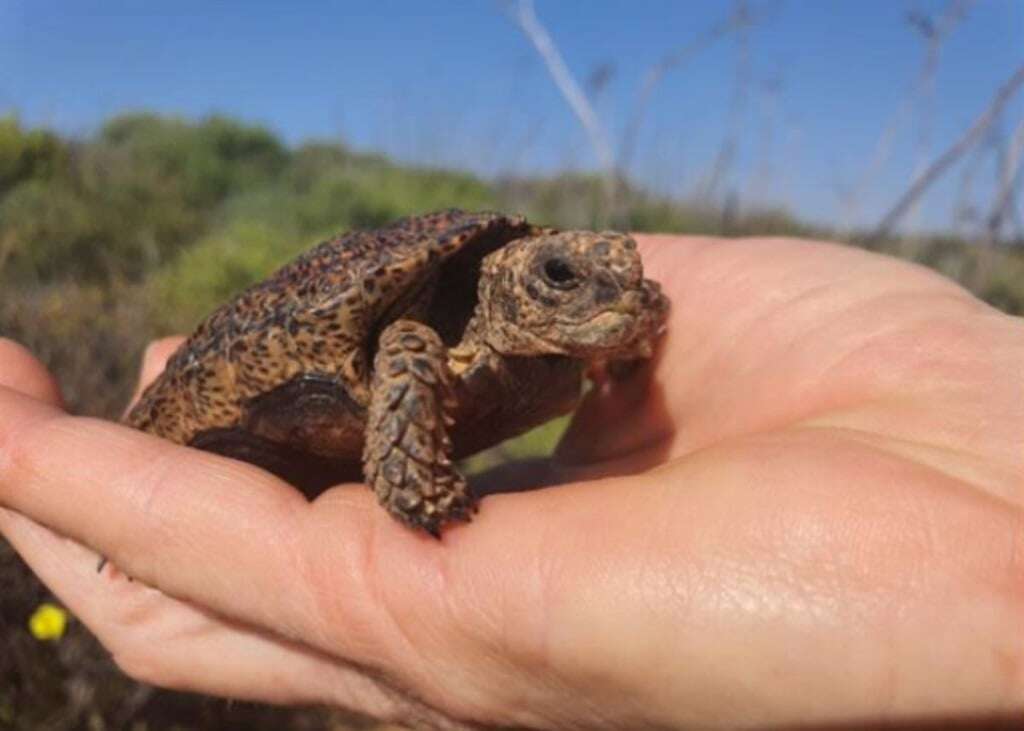 Inside the fight to save SA's disappearing dwarf tortoises