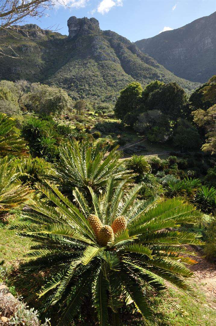 Kirstenbosch se botaniese tuin onder bestes ter wêreld