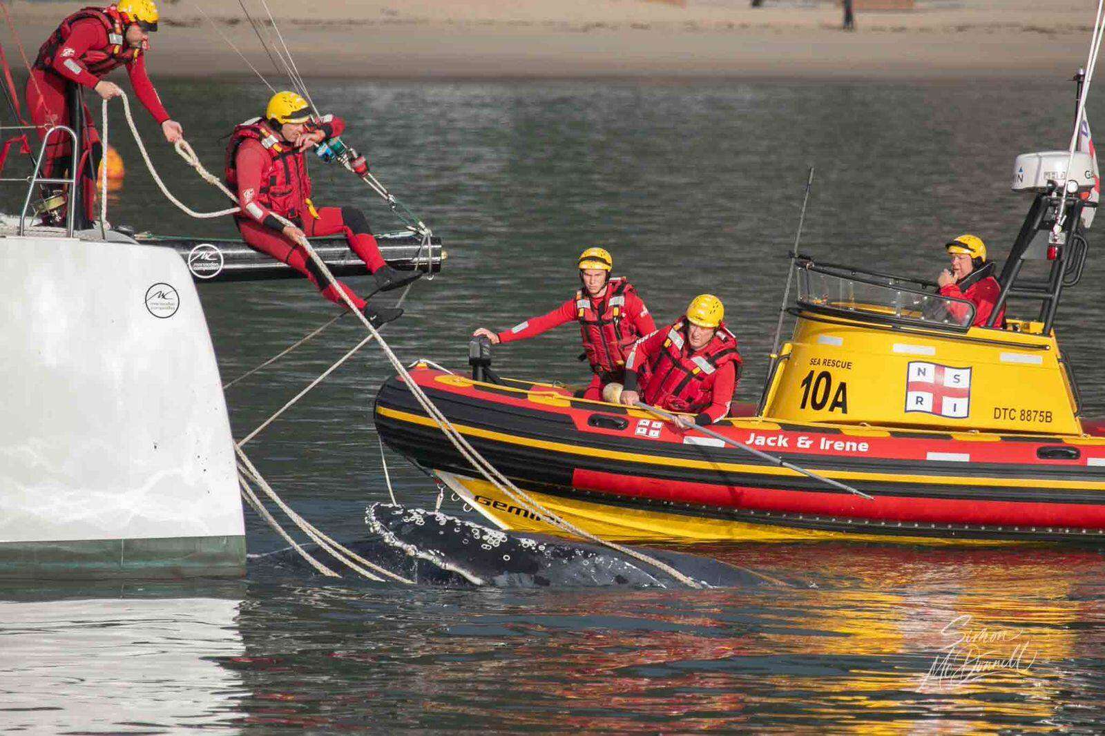 Verstrengelde bultrugwalvis in Simonstad gered