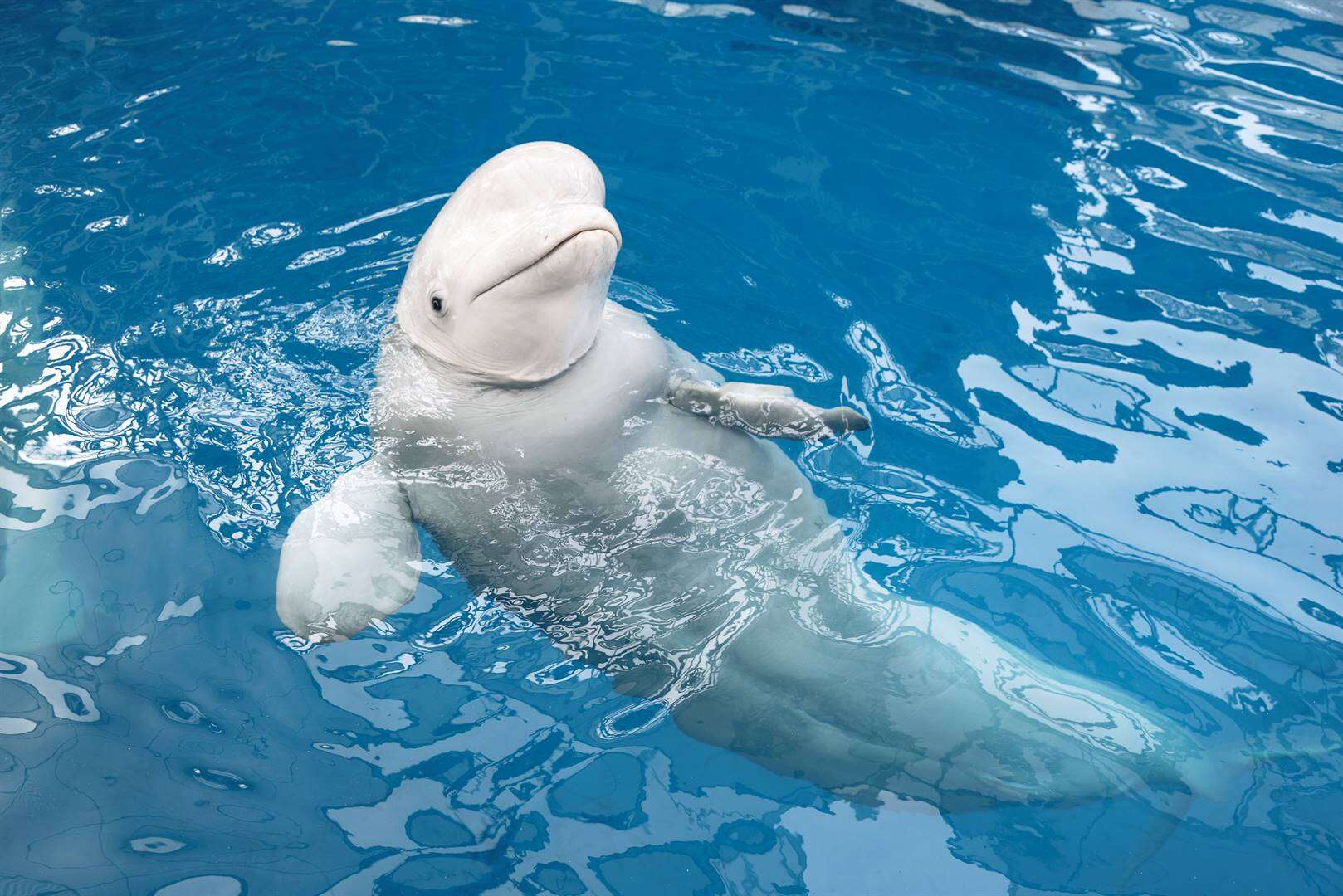 ‘Spioen’-walvis dood gevind in see in Noorweë