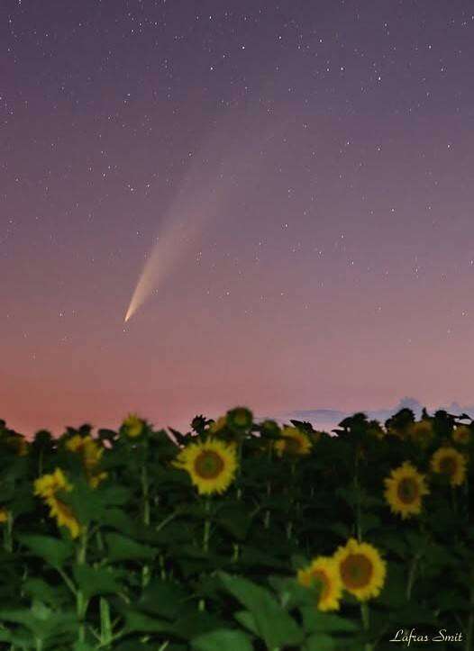 Komeet pryk bo Vrystaatse sonneblomlande: RSG se Lafras wys sy foto