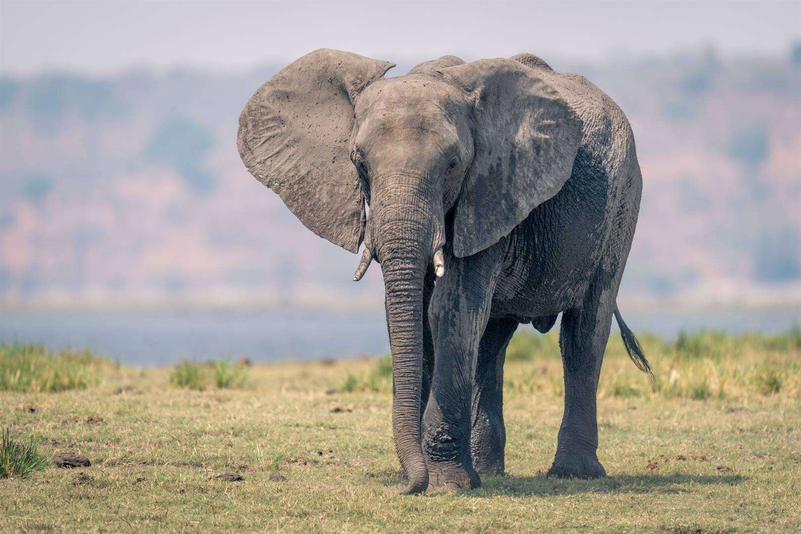 Olifant trap toeris dood in wildtuin