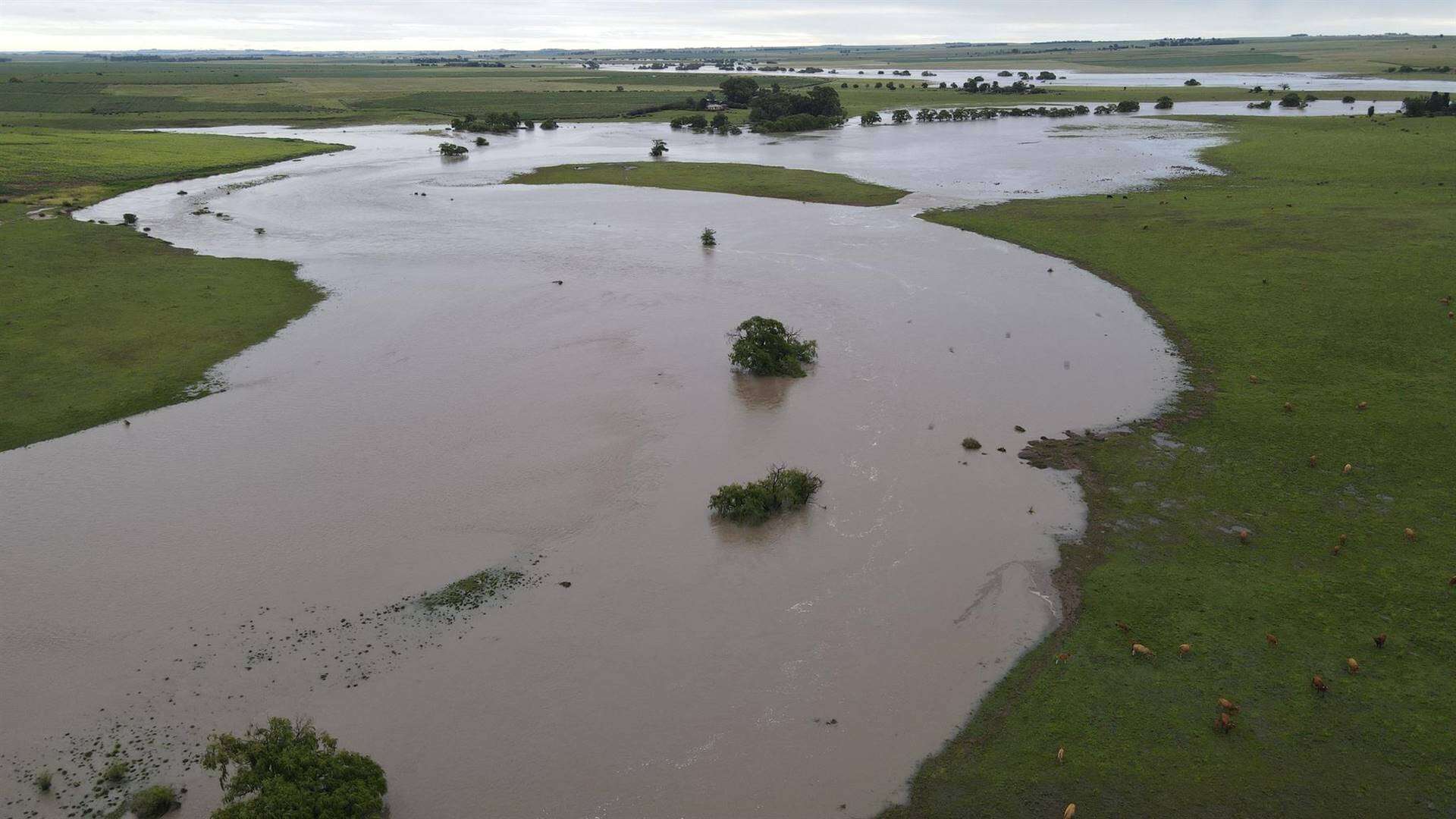 Noord-Vrystaatse boere dankbaar ná goeie reën mielieoeste red