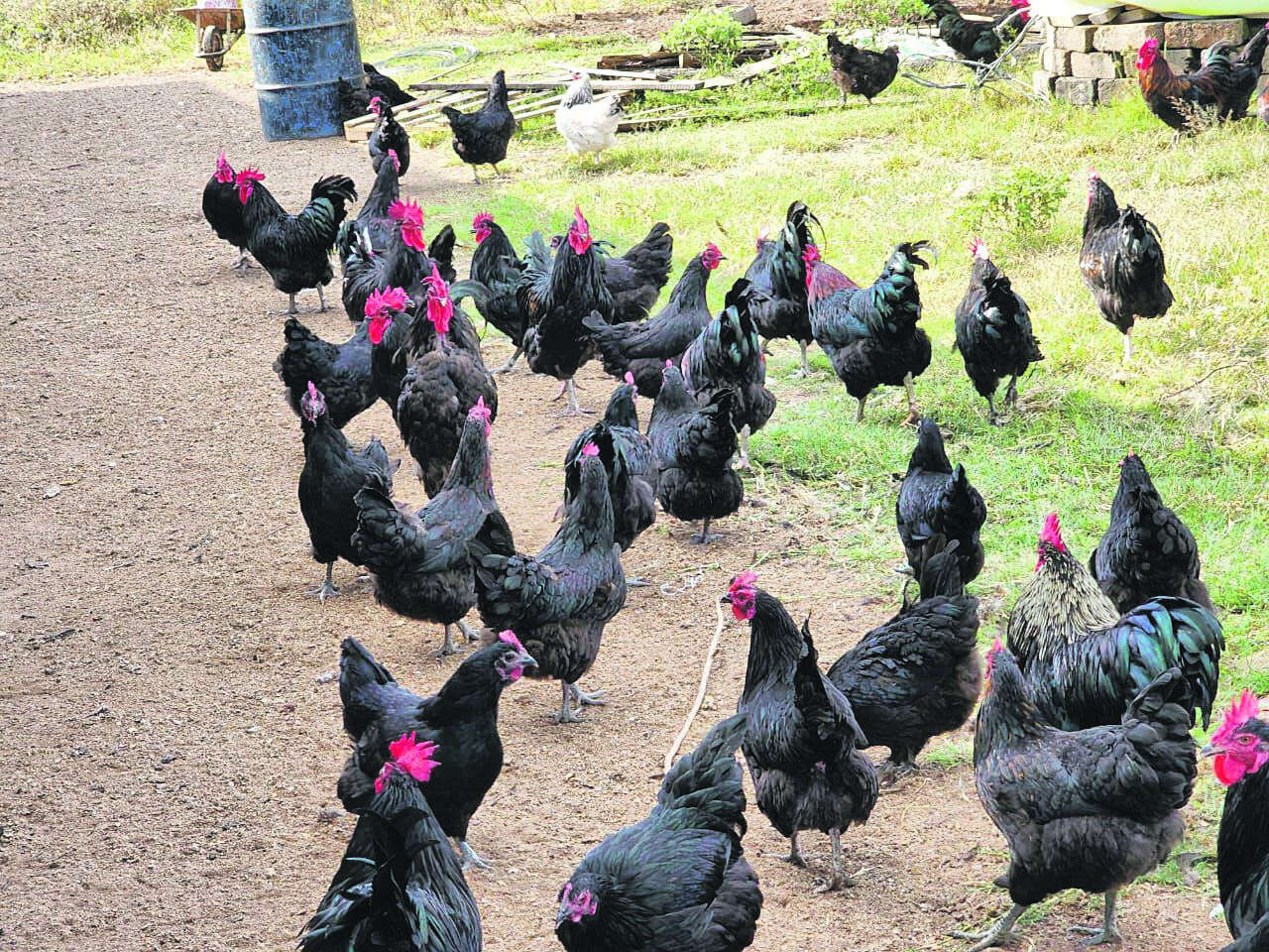 Neighbourhood dispute over stray chickens causing chaos in a Pretoria suburb